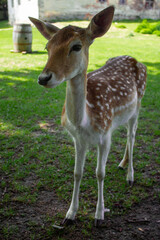A deer is walking in the park
