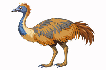 Adult emu vector illustration with white background