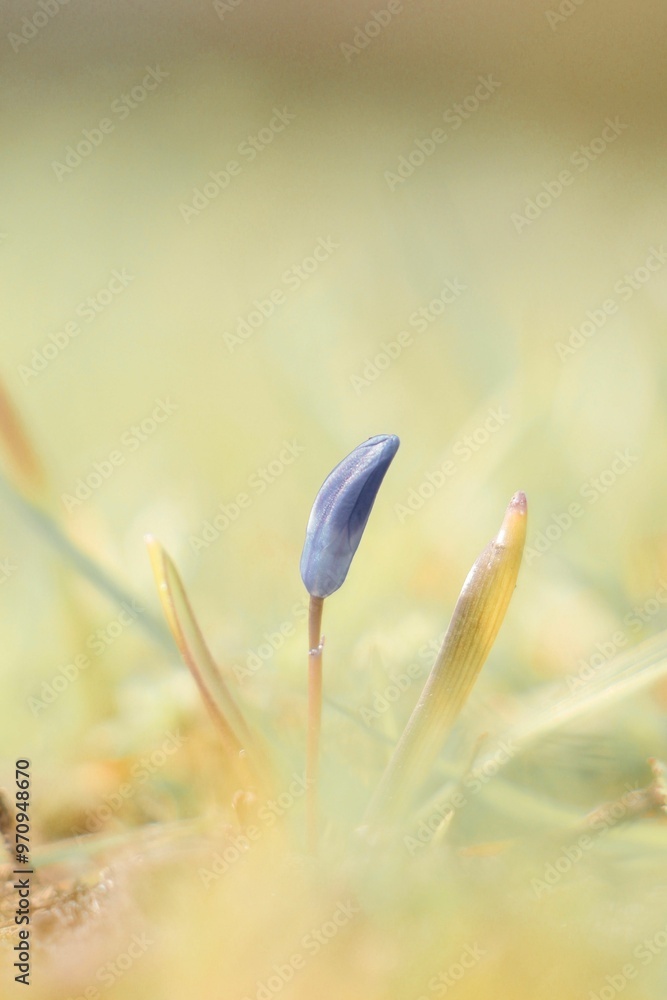 Poster Close-up of a blue flower bud emerging from the ground.