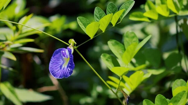 Ternate Telang plant, Clitoria ternatea, blue flower in the garden
