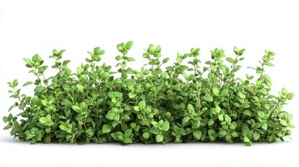 Naklejka premium Thyme (dried) clipart, element, 3D illustration, realistic, isolated on white background