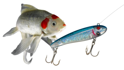 Blue fishing lure with fish turning to look behind