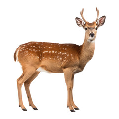Fototapeta premium PNG Deer wildlife animal mammal.