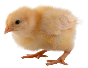 Buff chick that is still very young