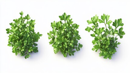 Obraz premium Parsley (dried) clipart, element, 3D illustration, realistic, isolated on white background