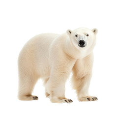 A majestic polar bear stands confidently, showcasing its vibrant white fur and strong physique, a symbol of the Arctic wilderness.