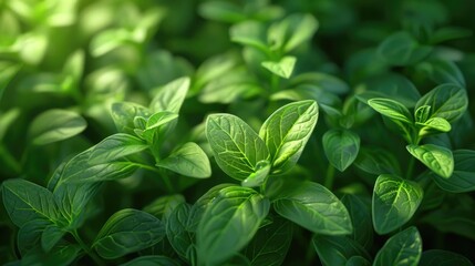 Closeup image of lush verdant green foliage and leaves providing a serene peaceful and natural background  The vibrant healthy plant life creates a beautiful