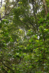 Wild forest canopy of trees green leaves 