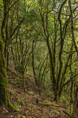 Anaga natural park forest in tenerife with wild albatrosses green leaves