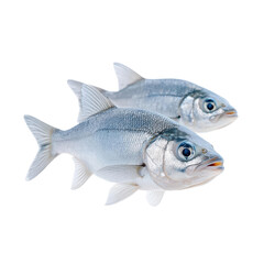 Fototapeta premium Fresh fish on a white background, showcasing their smooth scales and vibrant eyes, perfect for culinary or marine-themed projects.