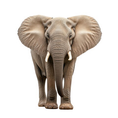 Fototapeta premium Majestic elephant standing proudly, showcasing its large ears and tusks. A stunning representation of wildlife and nature's beauty.