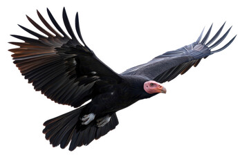 Naklejka premium Majestic vulture soaring through the sky, showcasing its impressive wingspan and unique features in striking detail.