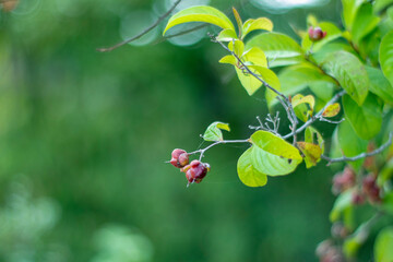 Three Berries in the Wild Forest