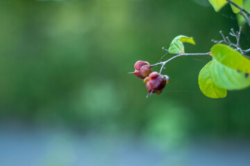Wild berry bushes