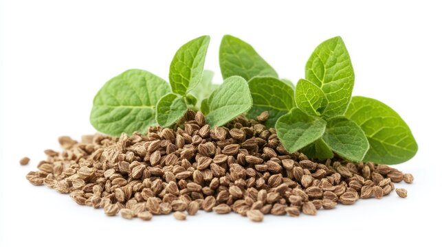 Ajwain clipart, element, 3D illustration, realistic, isolated on white background