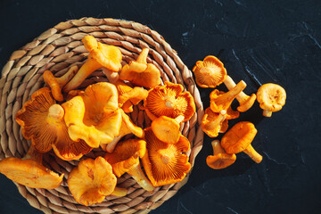 Raw fresh forest chanterelles on black slate board.