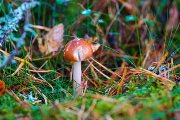 A charming autumn forest scene featuring a variety of mushrooms growing on the forest floor. The photo captures the rich, earthy tones of fallen leaves and the diverse shapes and colors of the mushroo