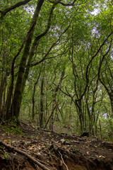 Anaga natural park forest in tenerife with wild albatrosses green leaves