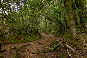 Dirt road covered with a magical landscape surrounded by trees with green leaves. Concept: Nature, hiking, landscape, forest.
