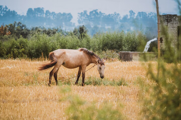 horse in the meadow