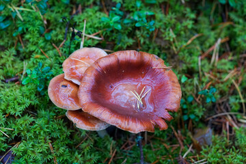 A charming autumn forest scene featuring a variety of mushrooms growing on the forest floor. The photo captures the rich, earthy tones of fallen leaves and the diverse shapes and colors of the mushroo