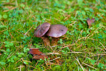 A charming autumn forest scene featuring a variety of mushrooms growing on the forest floor. The photo captures the rich, earthy tones of fallen leaves and the diverse shapes and colors of the mushroo