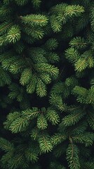 A dense cluster of green pine branches forms an intricate pattern that adds depth and texture to the background
