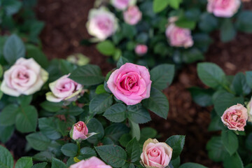 A close-up view of beautiful pink miniature roses surrounded by green leaves.