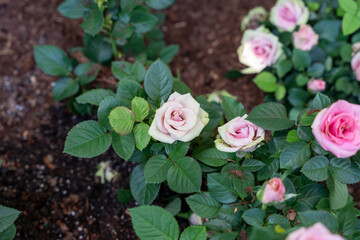 A close-up view of beautiful pink miniature roses surrounded by green leaves.