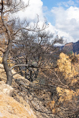Forest Fire Damage. Burned Down Forest in Turkey, Izmir Yamanlar