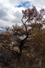 Forest Fire Damage. Burned Down Forest in Turkey, Izmir Yamanlar
