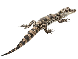 Naklejka premium Realistic Alligator image on transparent background. Ai generated.