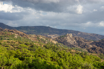 Forest Fire Damage. Burned Down Forest in Turkey, Izmir Yamanlar