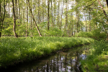 Naturschutzgebiet im Sommer  im Landkeis Potsdam Mittelmark