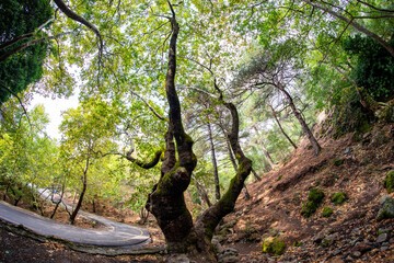 Fototapeta premium Forest Landscape with Mossy Trees and Dried Leaves in September. Izmir - Turkey