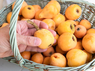 Hand selecting fresh loquats from wicker basket