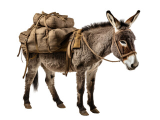 Realistic donkey image on transparent background. Ai generated.