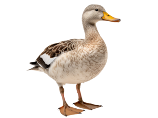 Realistic Duck-Waterfowl image with transparent background generated by AI.