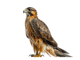 Realistic hawk image on transparent background. Ai generated.