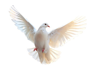 Obraz premium Realistic white dove image on transparent background. Ai generated.