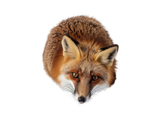 Fototapeta premium Realistic Fox image on transparent background. Ai generated.