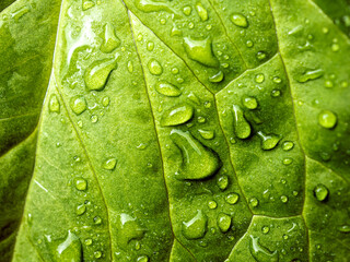 Close up of fresh young spring green leaf highlighted reveal green leaf texture sprinkled with water drops