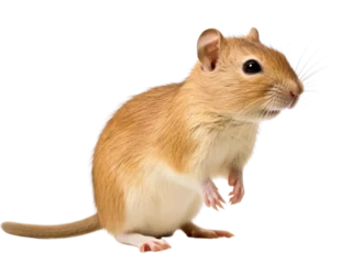 Realistic Gerbil image on transparent background. Ai generated. © Gogi