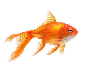 Realistic Goldfish image with transparent background generated by AI.