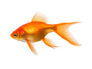 Obraz premium Realistic animal image on transparent background. Ai generated.