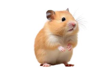 Realistic Hamster image on transparent background. Ai generated. © Gogi