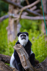 Obraz premium Monkey sitting on tree