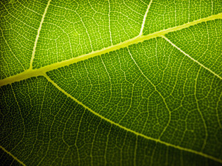 Close up of fresh young spring green leaf highlighted reveal green leaf texture