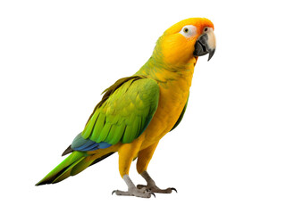 Realistic Parrot image on transparent background. Ai generated.