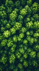 Aerial top-down view of dense green forest, natural landscape from above	